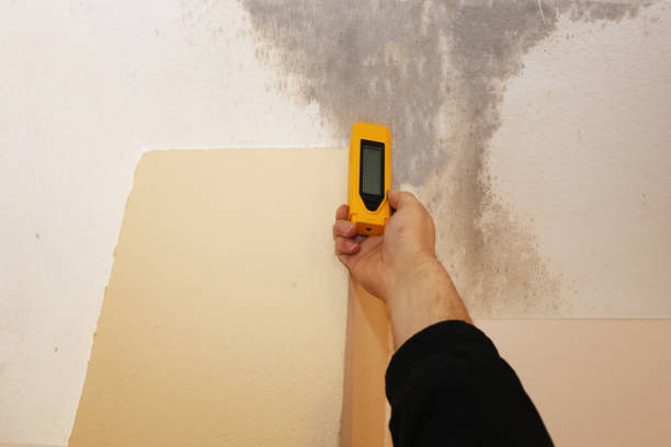Mold Remediation for Rental Properties in Lillian, AL