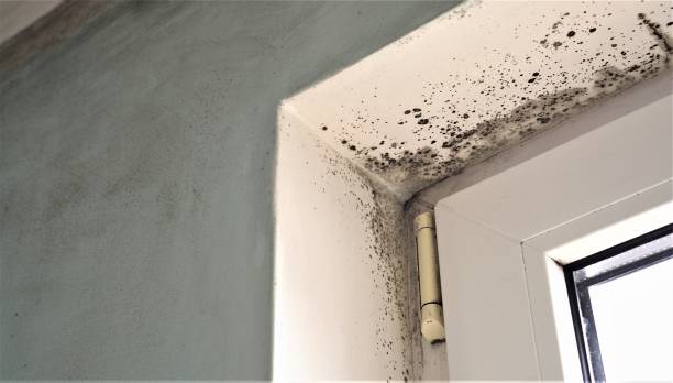 Best Biohazard Mold Removal  in Lillian, AL