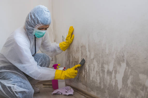 Best Black Mold Removal  in Lillian, AL