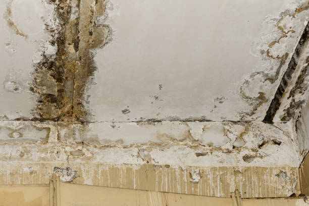 Best Real Estate Mold Inspection  in Lillian, AL