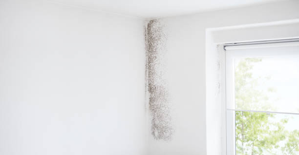 Best Basement Mold Removal  in Lillian, AL