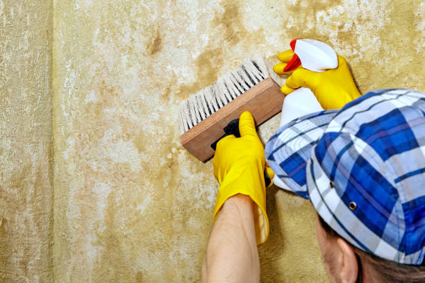 Best HVAC Mold Inspection and Cleaning  in Lillian, AL