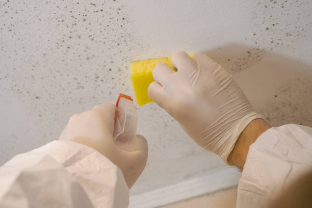 Best Industrial Mold Remediation  in Lillian, AL
