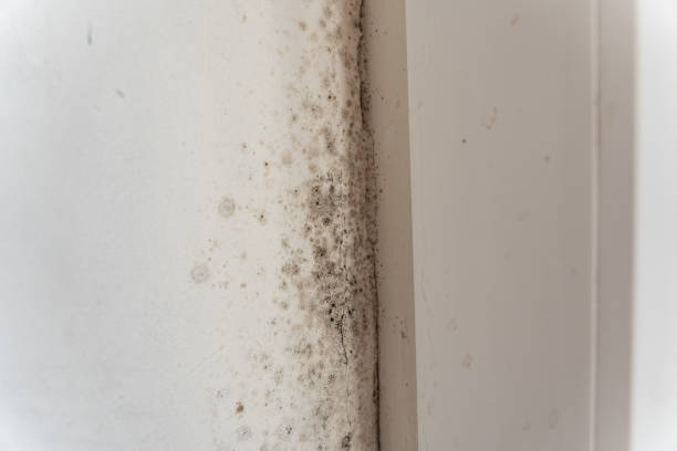  Lillian, AL Mold Removal Pros